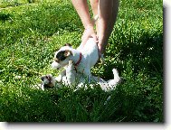 Agnes s nhodnm kmoem