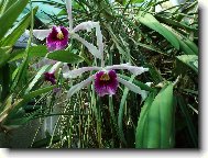 Návštěva u Anonyma