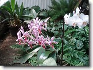 Návštěva u Anonyma