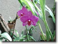 Návštěva u Anonyma