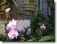 Anonym - teplý skleník