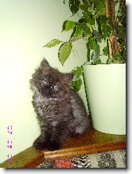 moje perská kočička Týnka