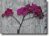 Lenka Kúnová z Břeclavi