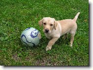 Andy(Endýsek) 2 měsíce