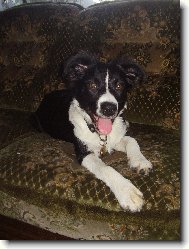 Naše borderka Arnika