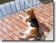 Burák se opaluje .-)