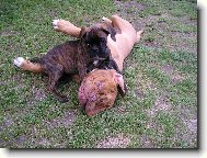 Badíček s Alfrédem