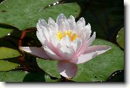 Večerní růže na vodě