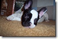 Chuckyho smutné očka