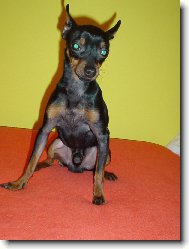 Spike jako kozlík Matěj