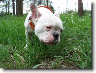 travička to je dobrota