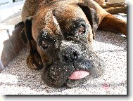 Blondy se vyhřívá na lodžii