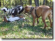 já a moji kamarádi