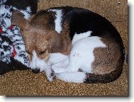 Niky spinká na polštářku :)