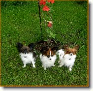 papillonci z Těšína