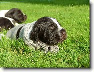 Štěně Českého fouska