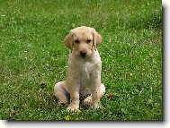 dvouměsíční Andýsek