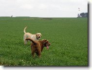 Andy (Endýsek) a Rocky