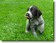 Štěně Českého fouska