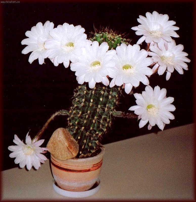 Foto: Kvetoucí kaktus-dtto