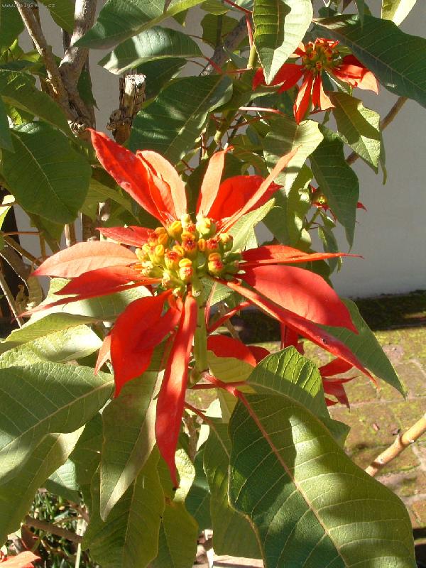 Foto: Ponsetia