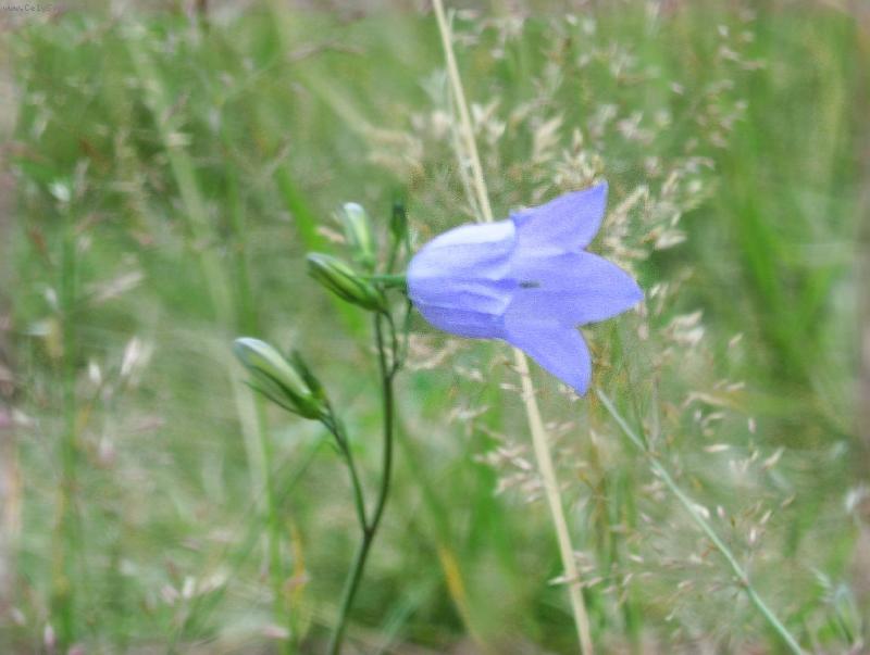 Foto: zvonek