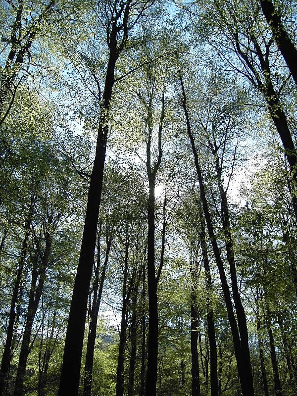 Foto: bukové zátiší