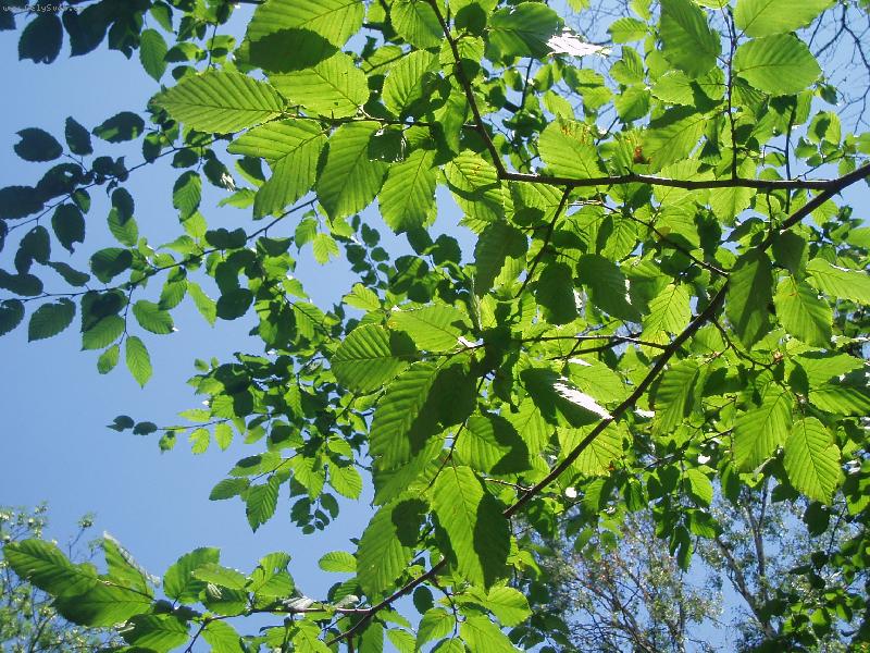 Foto: Slunce svítící přes listy-název vypovídá za vše