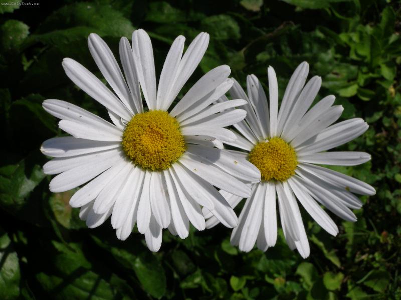 Foto: Kopretiny-pořízeno v Dětmarovicích na Karvinsku