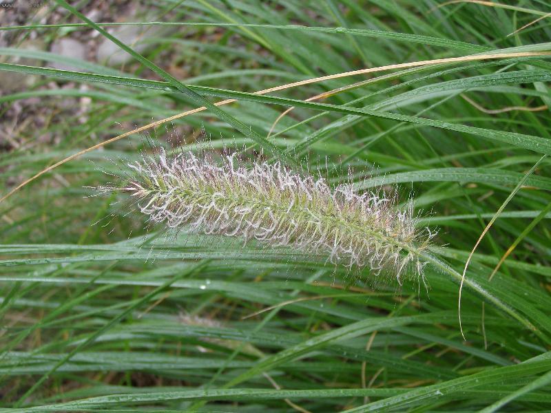 Foto: Okrasná tráva-pořízeno v Dětmarovicích na Karvinsku