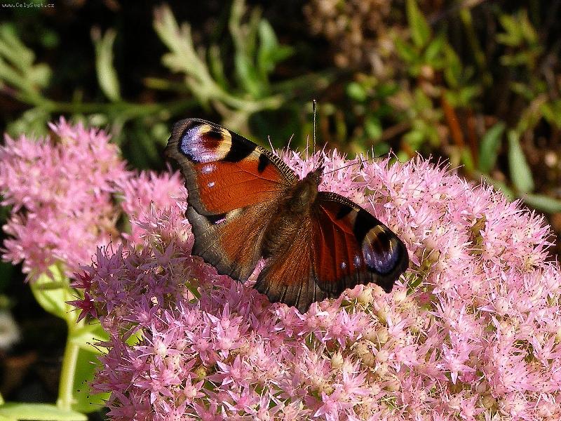 Foto: Paví očko-pořízeno v Dětmarovicích na Karvinsku