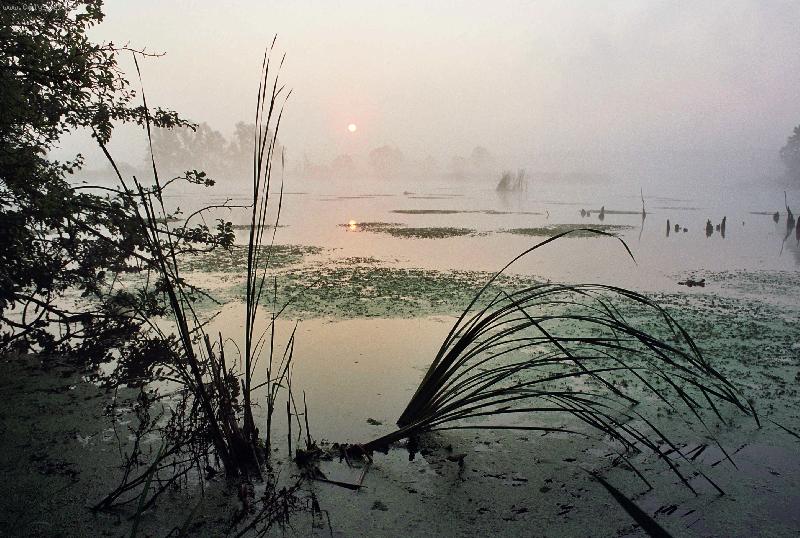 Foto: CHKO Poodří-Mlhavé ráno v přírodní rezervaci Kotvice