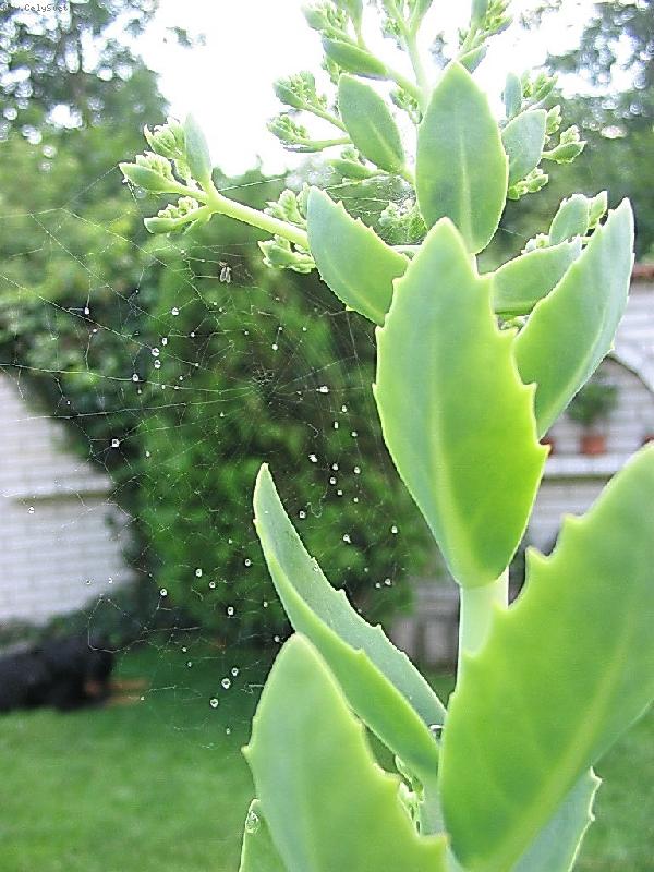 Foto: terč-pavučina