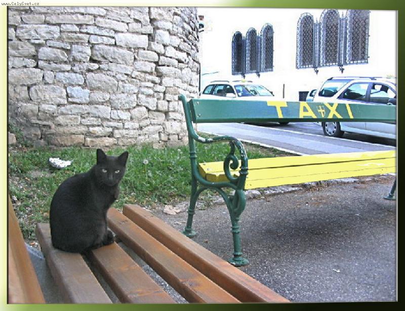 Foto: černý pasažer ...-čeká zbytečně - ani TAXI černou kočku nebere...