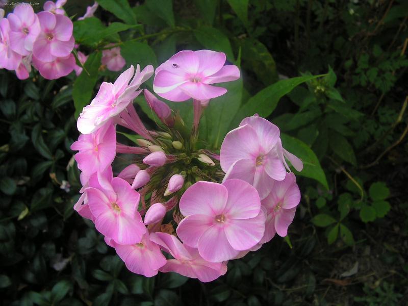 Foto: kytka-volna priroda