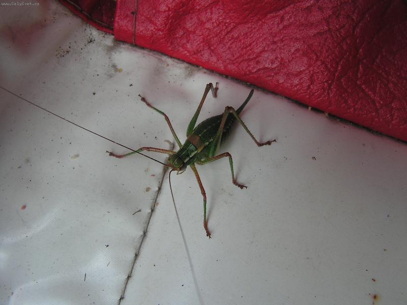 Foto: brouk-krasny tvorecek