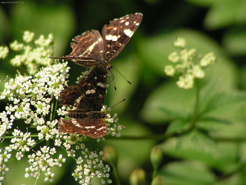 Foto: priroda-motylí duo