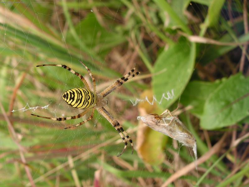 Foto: vosí pavoucek-pavouk a jeho obed nebo vecere?