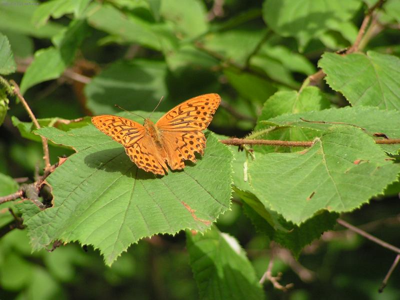 Foto: nevinna priroda-krehka krasa