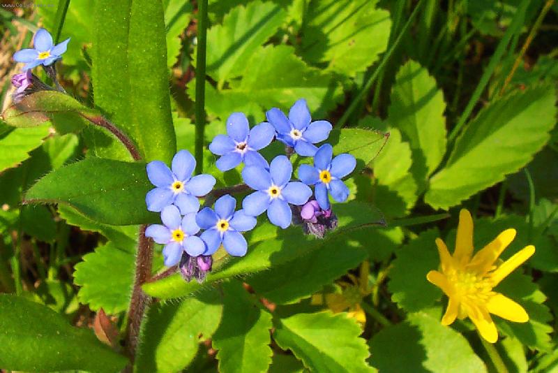 Foto: Prostá krása-pomněnka a křivatec