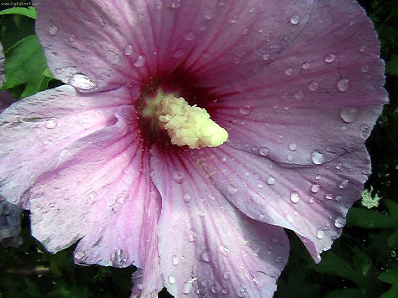 Foto: Po dešti.Keř Ibišku.-Lázně Teplice nad/Bečvou.