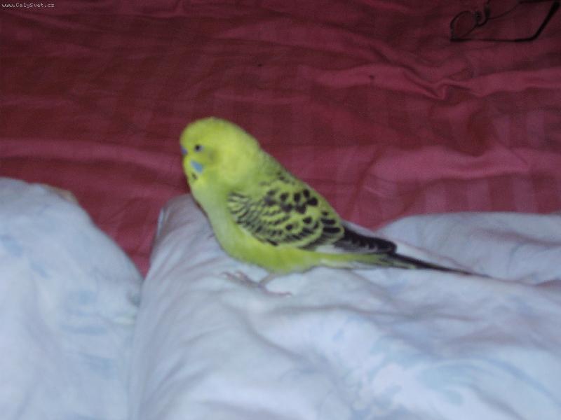 Foto: zlatá andulka-odpočinek na postýlce:)
