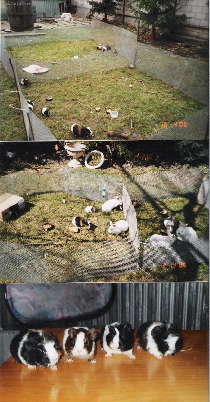 Foto: Morčátka-Naše morčátka