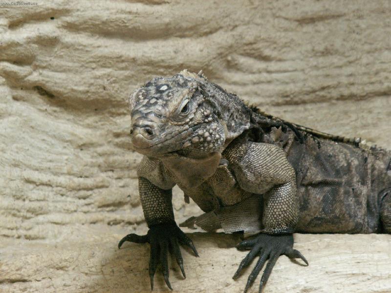 Foto: Leguán-Foto pořízeno v Zoo Praha
