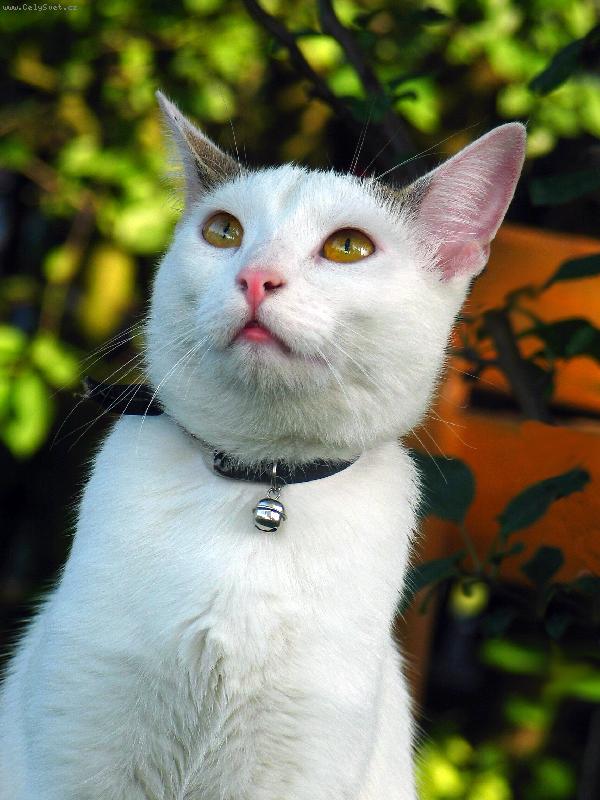 Foto: Zaujetí kočičí