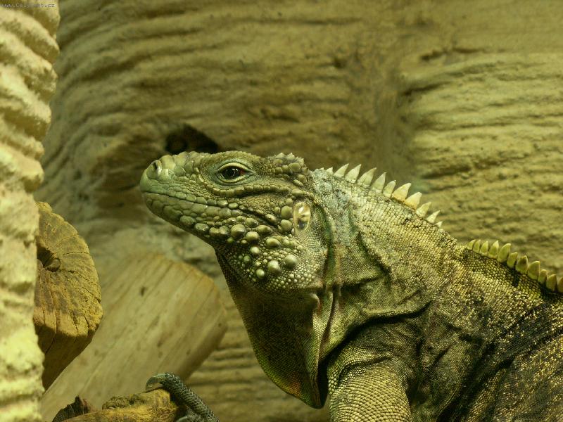 Foto: Leguán-Foto Praha zoo