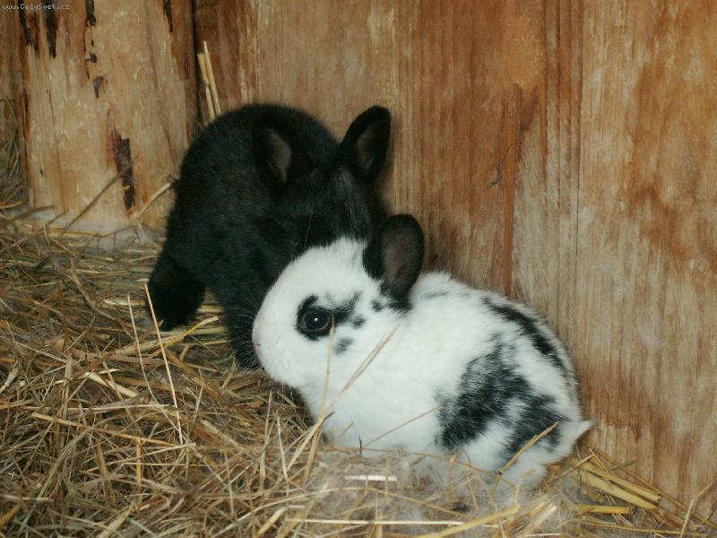 Foto: Králíci-Přírůstek do rodiny, Bob a Bobek