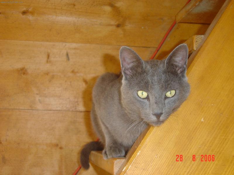 Foto: Šedou