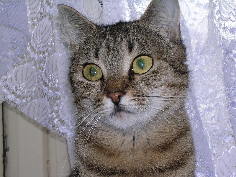 Foto: Mňouk