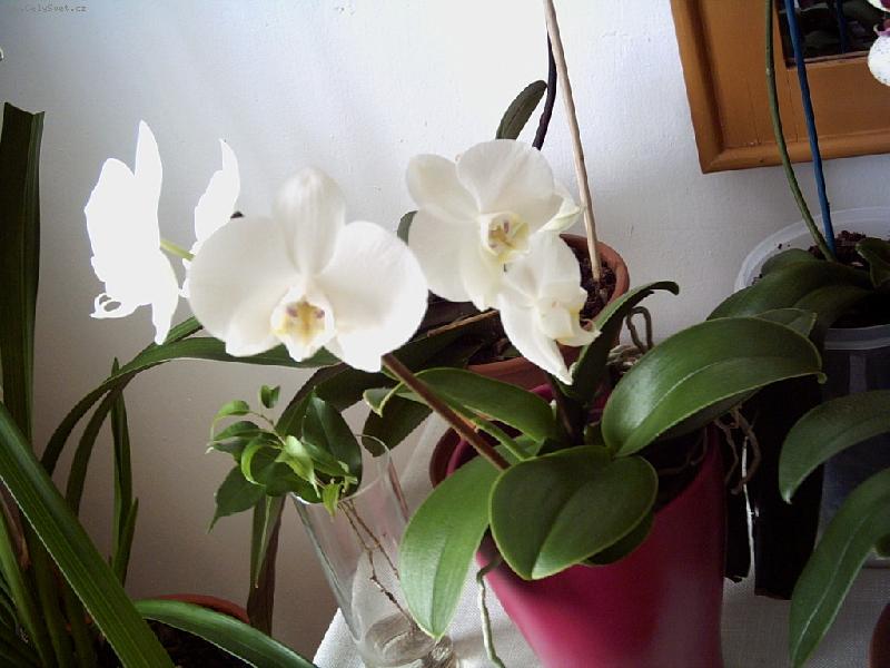 Foto: Bílá orchidej